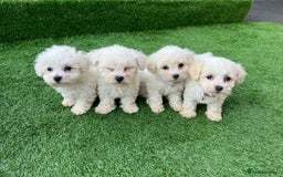 Poodle dogs for sale: Poodles pups for forever home - Image 22