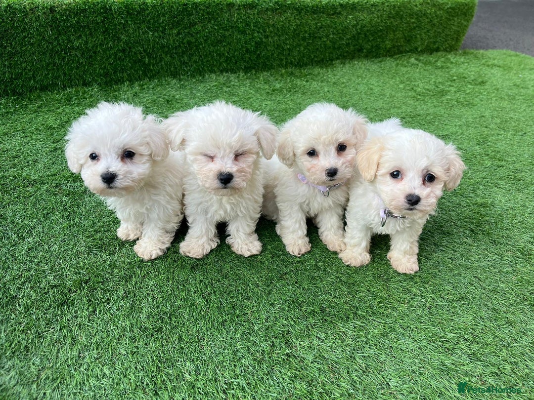 Poodle dogs for sale: Poodles pups for forever home - Image 22