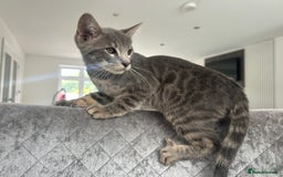Bengal cats for sale: Striking Blue TICA Male Bengal Kittens 💙  - Image 23