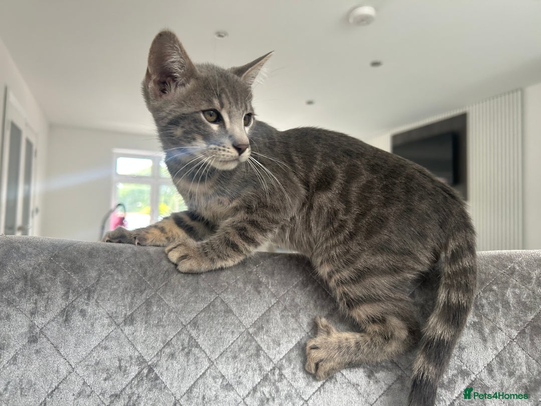 Bengal cats for sale: Striking Blue TICA Male Bengal Kittens 💙  - Image 23