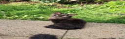Mixed Breed cats for sale: Four black kittens with long fur and medium fur - Advert 2
