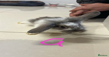 Lionhead rabbits - Advert 14