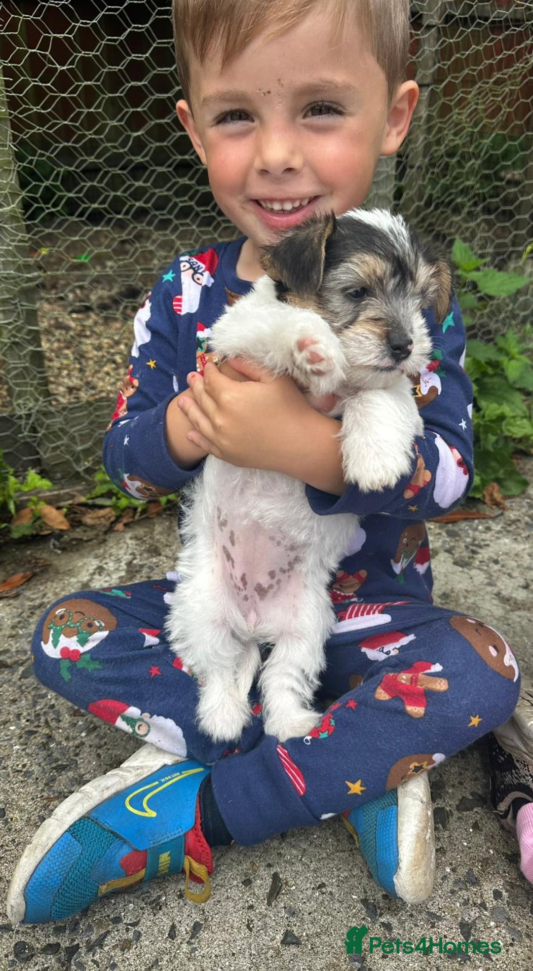 Mixed Breed dogs for sale: Jackawawa pups - Image 9