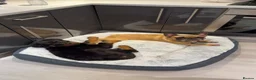Rottweiler dogs for sale: Mr Rolex  in Bristol - Advert 3