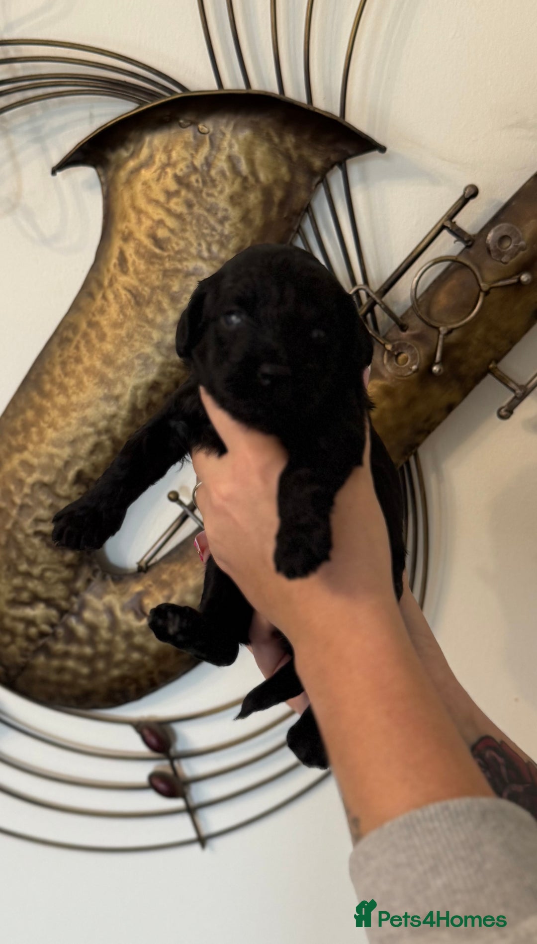 Cockapoo dogs for sale: Beautiful F2 cockapoo puppies  - Image 6