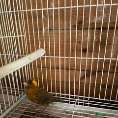 Canaries birds for sale: Canaries  - Advert 3