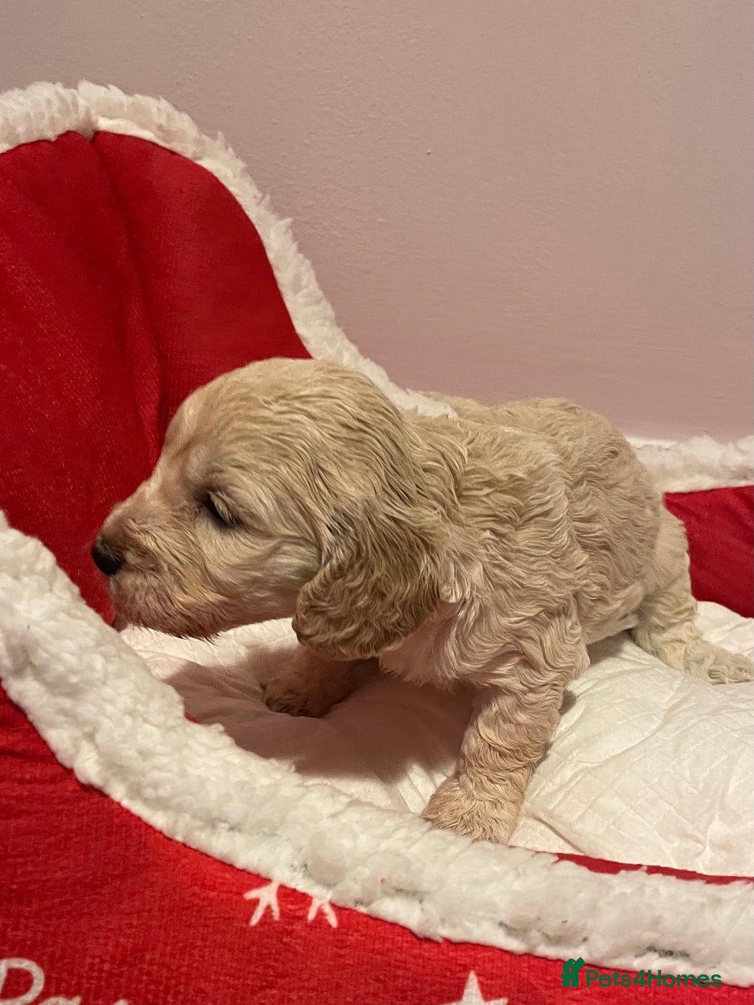 Cockapoo dogs for sale: 8 gorgeous F1 Cockapoos - Advert 16