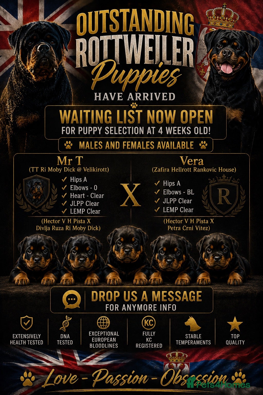 Rottweiler dogs ⭐️ Outstanding Rottweiler Puppies ⭐️ - Advert 5