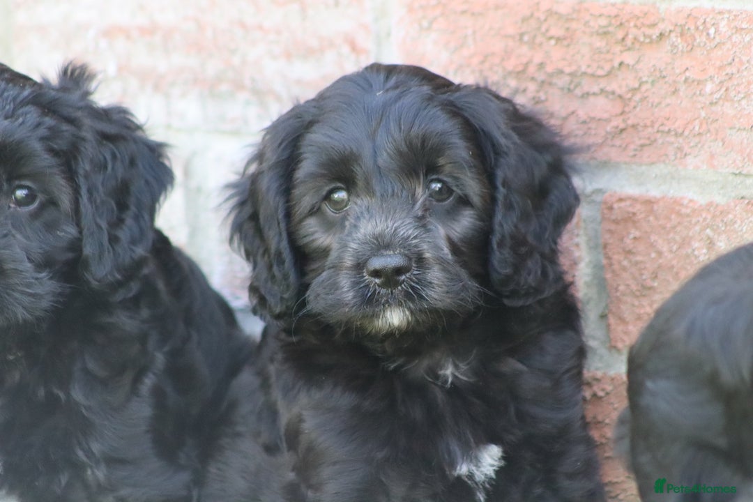 Cavapoo dogs for sale: Beautiful F1 Cavapoo puppies for sale - Image 15
