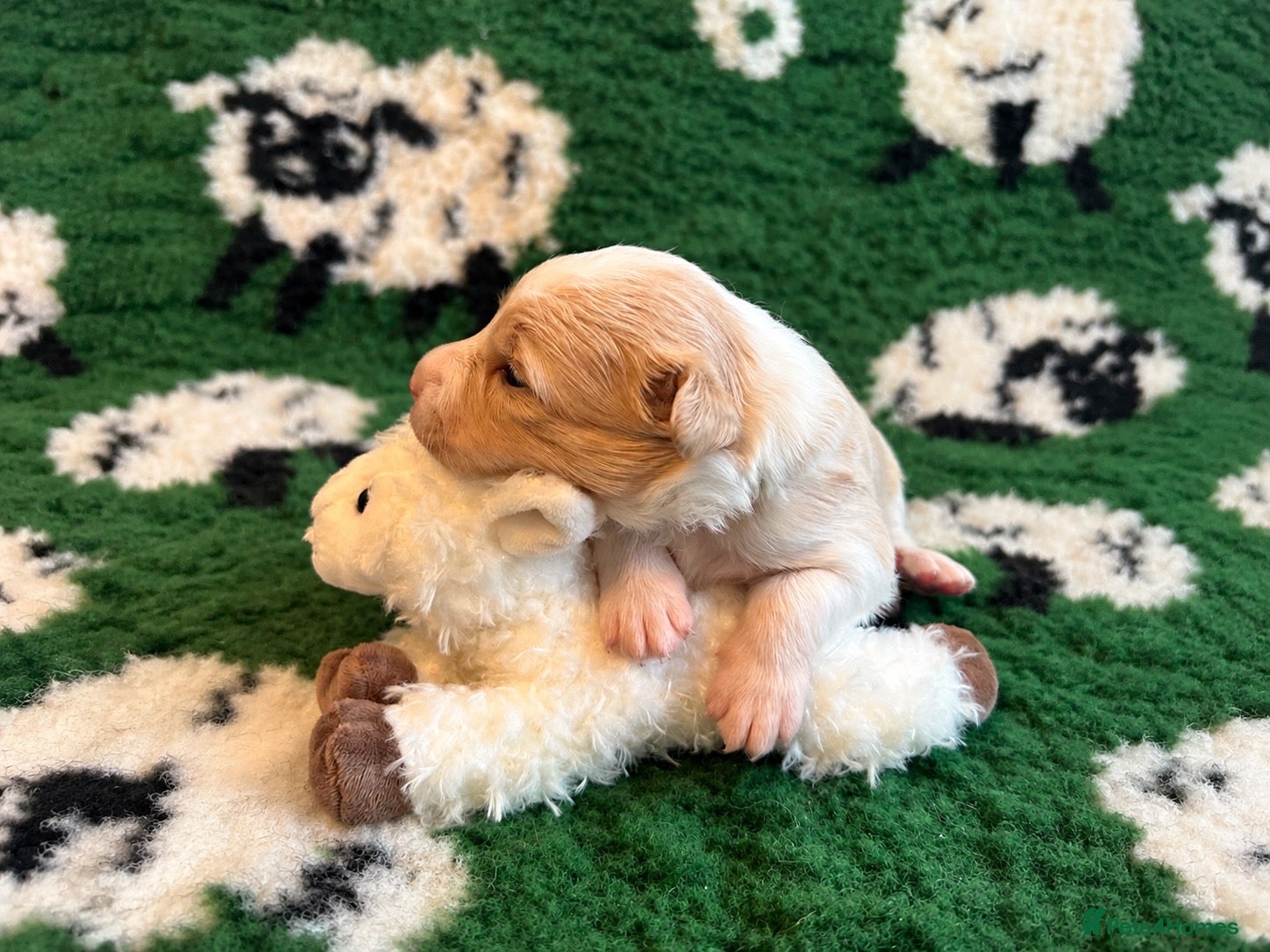 Border Collie dogs Beautiful Border Collie Puppies-KC Registered - Advert 2