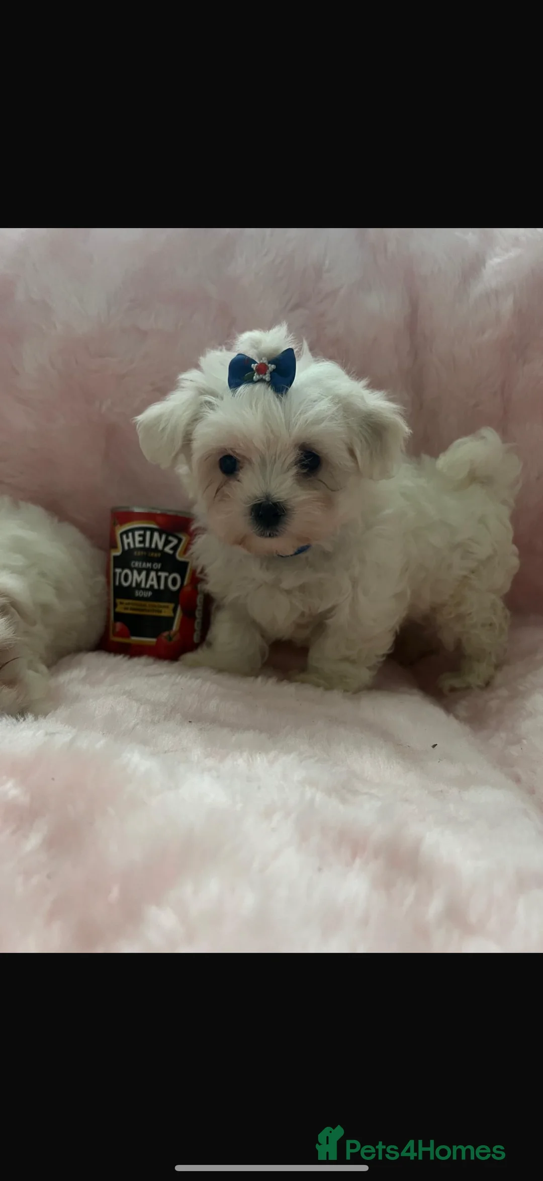 Maltese dogs for sale:  **  Maltese pups  - Advert 2