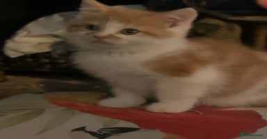 Exotic cats - Advert 9