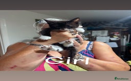 Ragdoll cats for sale: Ragdoll cross tabby’s  - Image 4