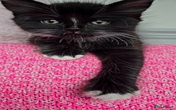 Mixed Breed cats for sale: 2 Adorable boys - Ragdol Mix kittens - Image 12