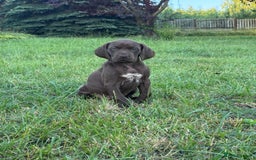 German Shorthaired Pointer dogs for sale: Mrs Dorota Sadowska - Image 7
