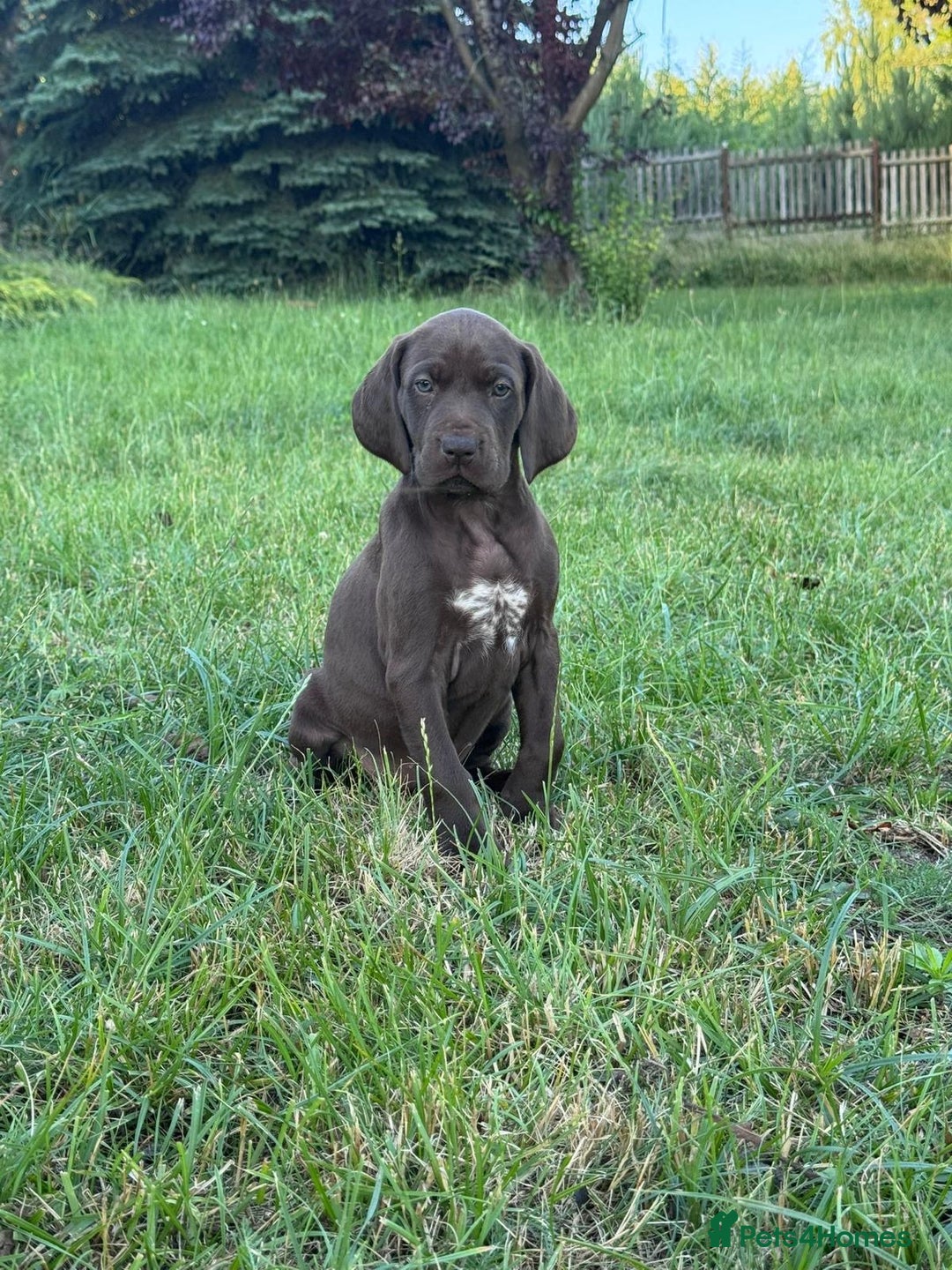 German Shorthaired Pointer dogs for sale: Mrs Dorota Sadowska - Image 7