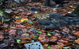 Chickens poultry for sale: Beautiful boys need forever homes - Image 3