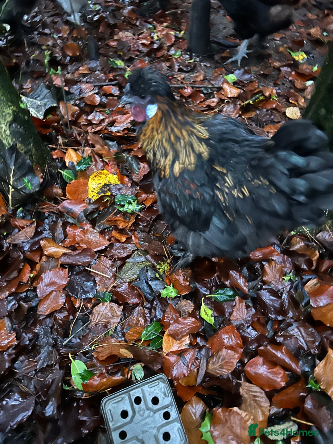 Chickens poultry for sale: Beautiful boys need forever homes - Image 3