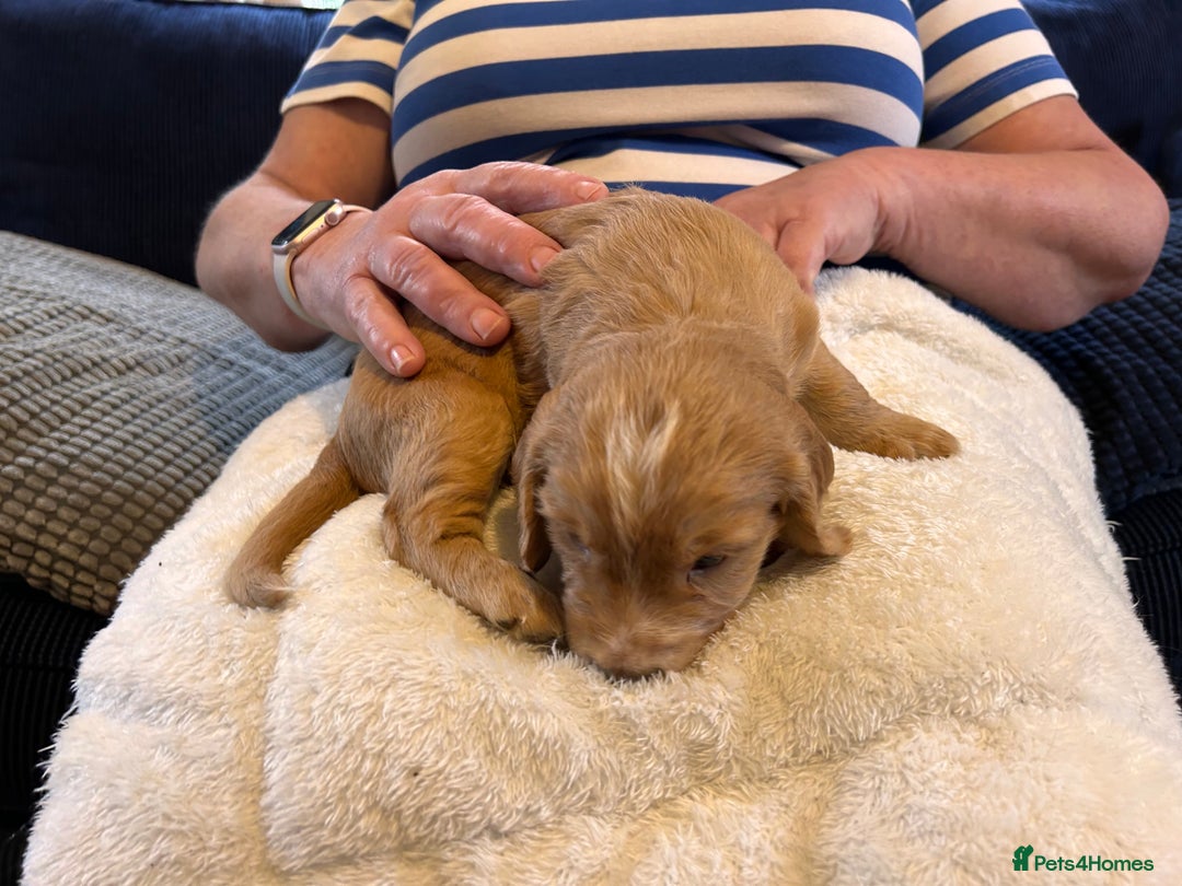 Cocker Spaniel dogs for sale: Beautiful working cocker spaniel puppies  - Image 13