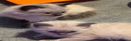 Ragdoll cats for sale: Ragdoll bluepoint/sealpoint - Advert 5