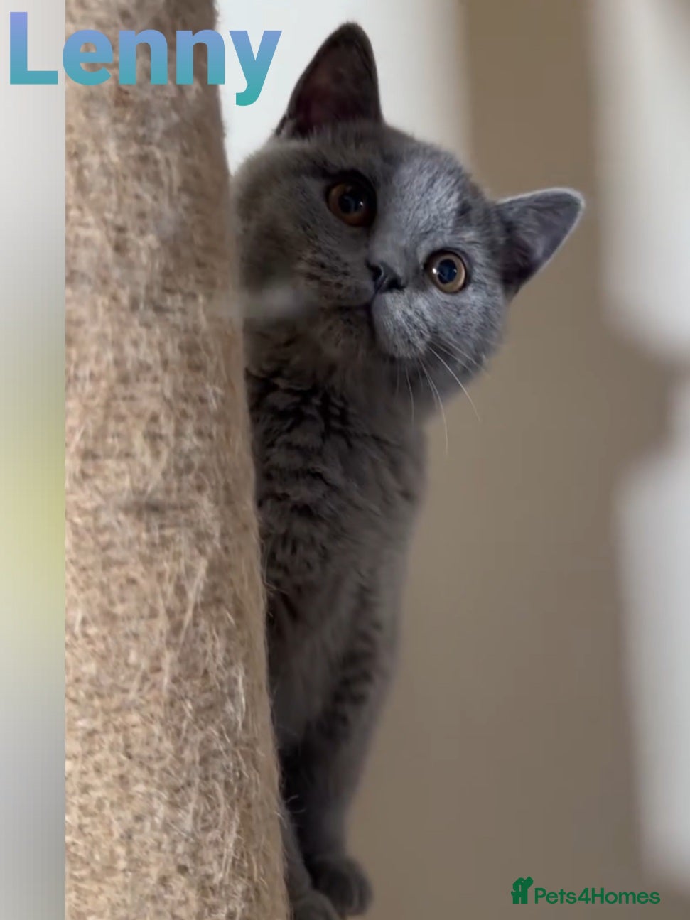British Shorthair cats Exceptional Pedigree BSH Kittens  - Advert 16