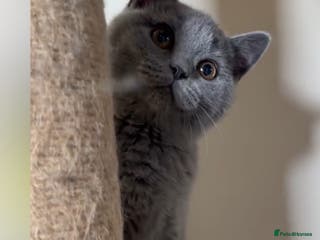 British Shorthair cats Exceptional Pedigree BSH Kittens - Advert 16
