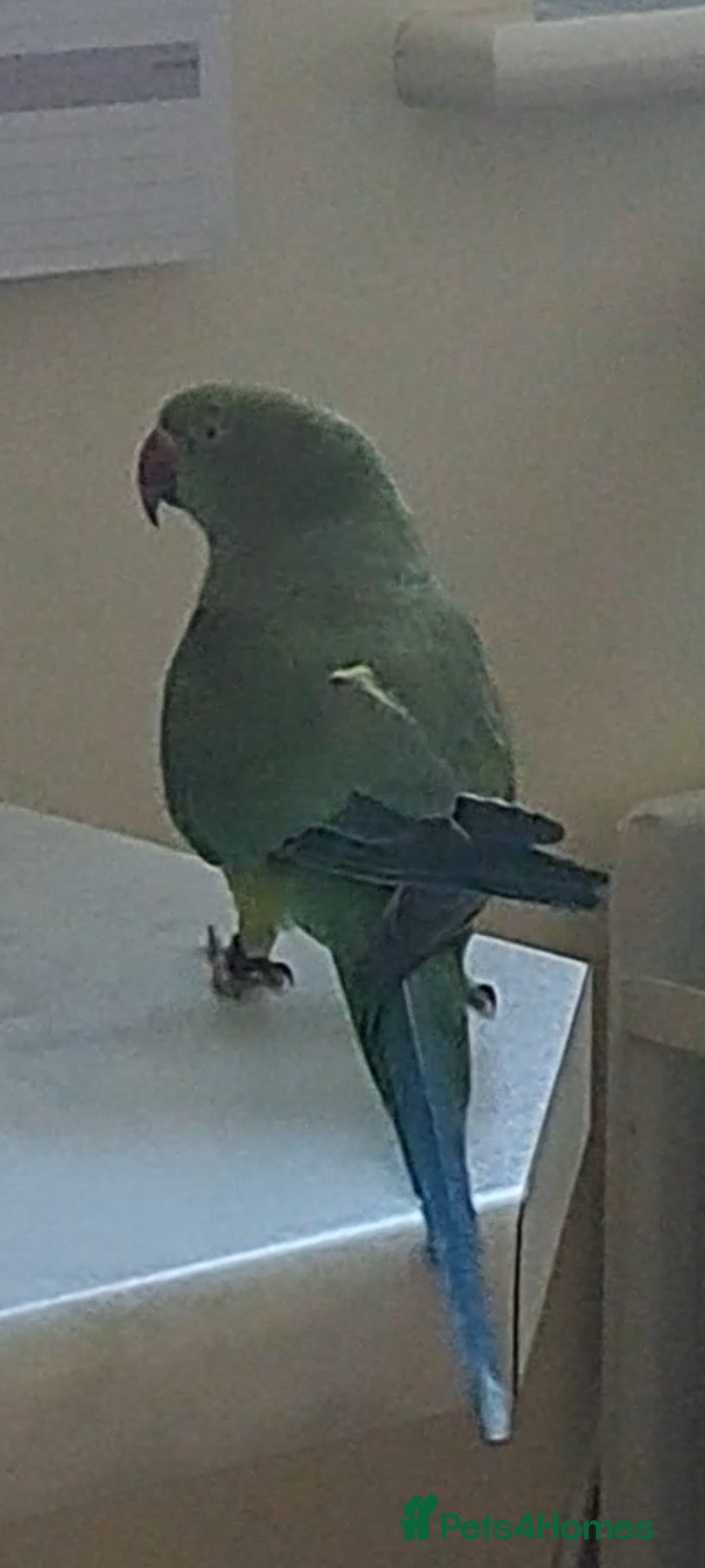Ringnecks birds for sale: 2 year old male Indian Ringneck parrot - Advert 7