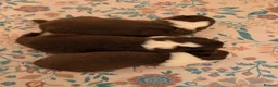 Border Collie dogs for sale: Traditional border collie puppies  - Advert 1