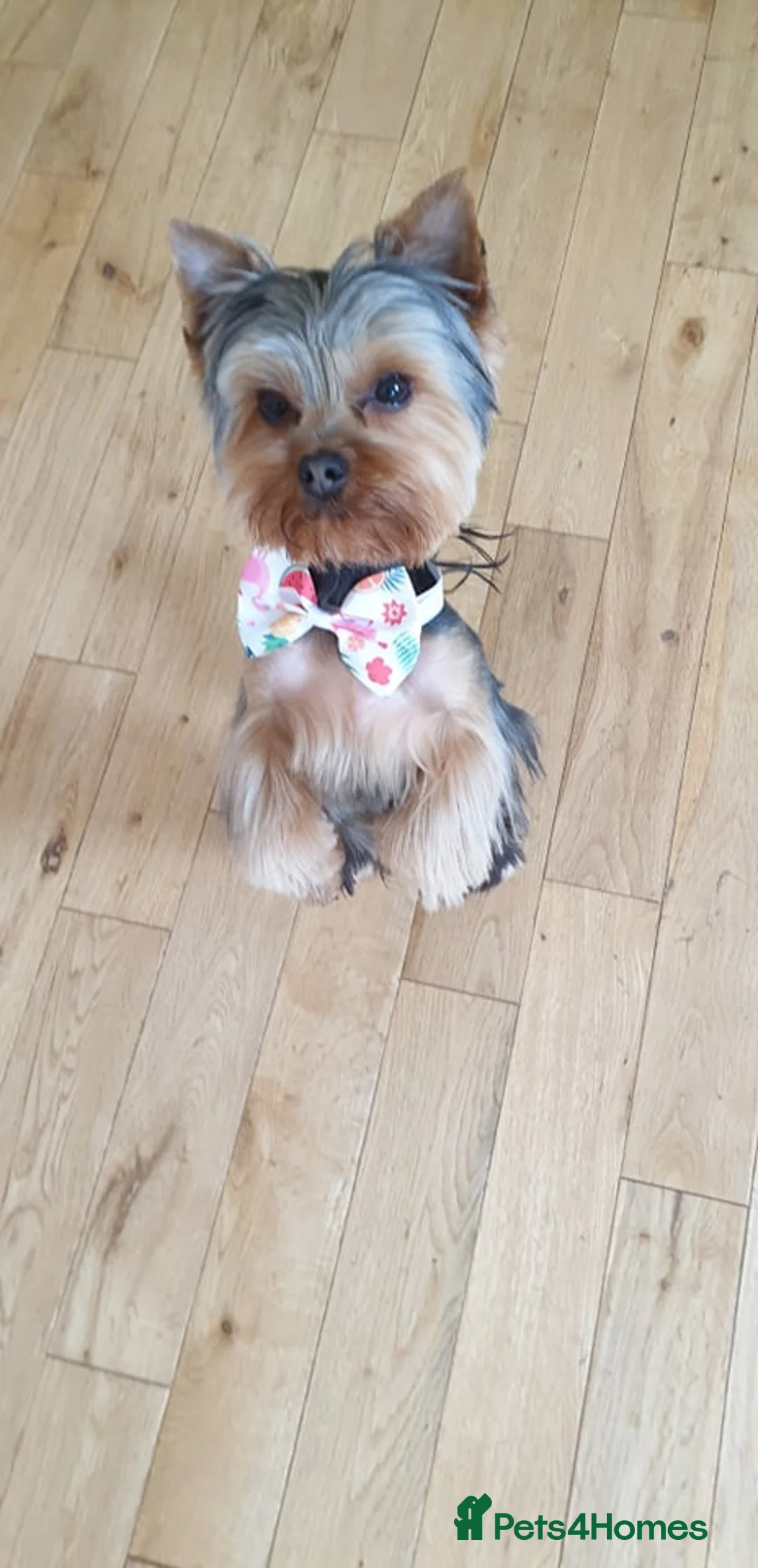 Yorkshire Terrier dogs for stud: Dog for stud  in Retford - Advert 11