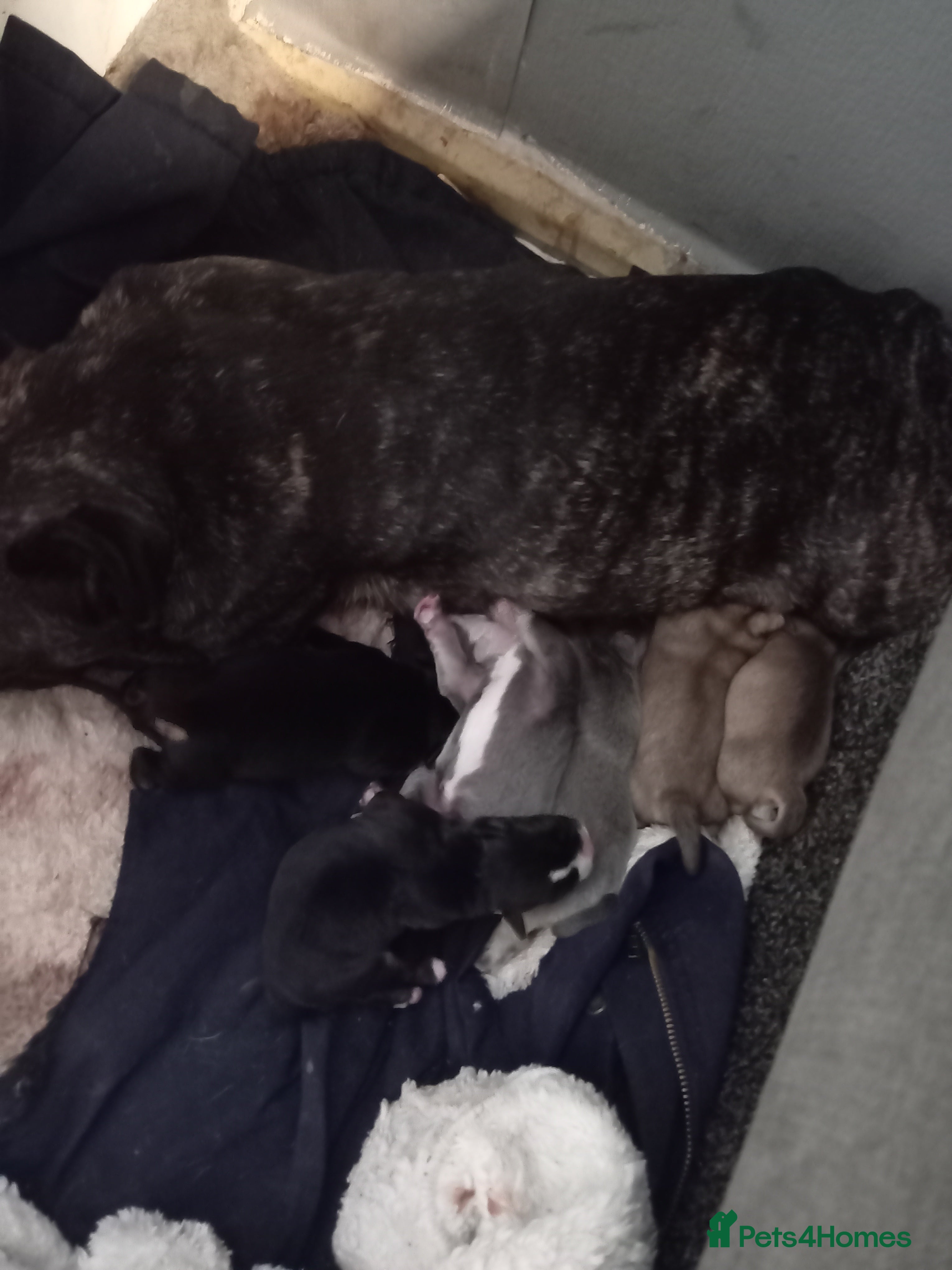 Mixed Breed dogs French bulldog cross terrier  - Advert 1