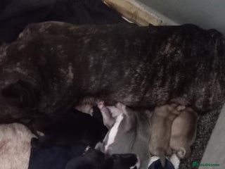 Mixed Breed dogs French bulldog cross terrier - Advert 1