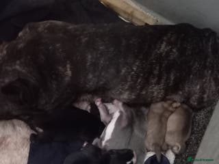 Mixed Breed dogs French bulldog cross terrier - Advert 17