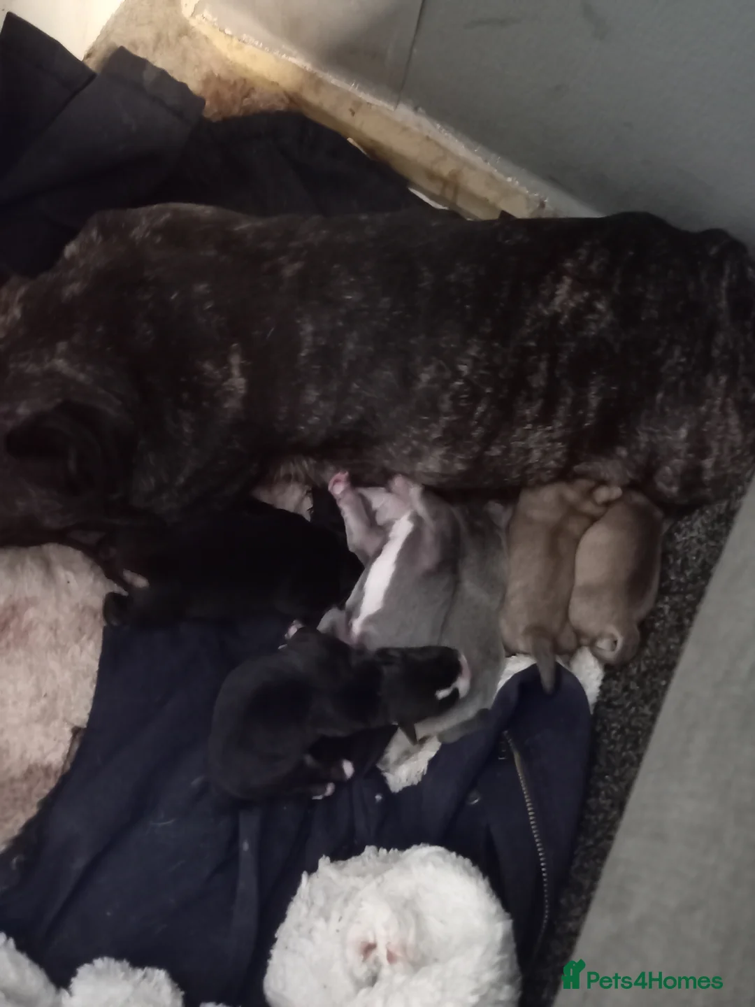 Mixed Breed dogs for sale: French bulldog cross terrier  - Advert 1