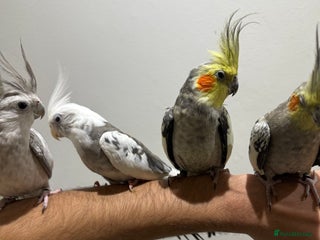 Cockatiels birds Beautiful hand tamed cockatiels - Advert 13