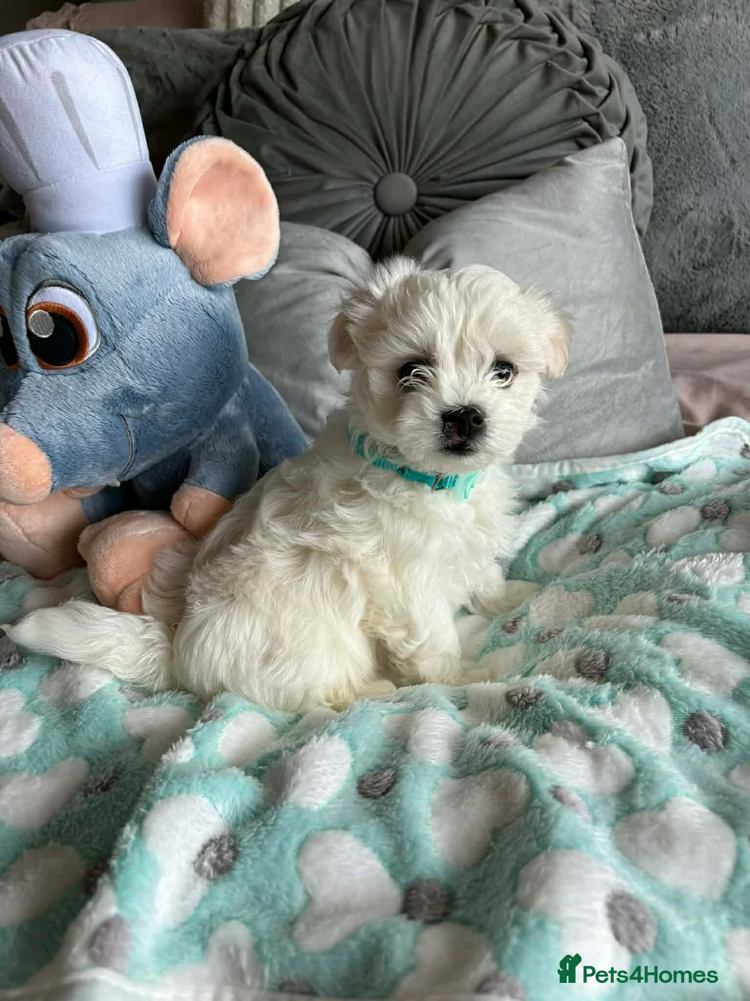 Maltese dogs for sale: Gorgeous tiny Korean Maltese puppies 🐶  - Advert 21