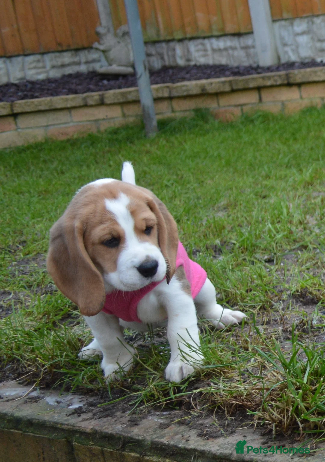 Beagle dogs for sale: CH Sired, Fully Health Tested, KC Reg, Beagle Pups - Advert 14
