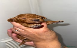 Australian Labradoodle dogs for sale: Stunning Labradoodle puppies - Advert 6