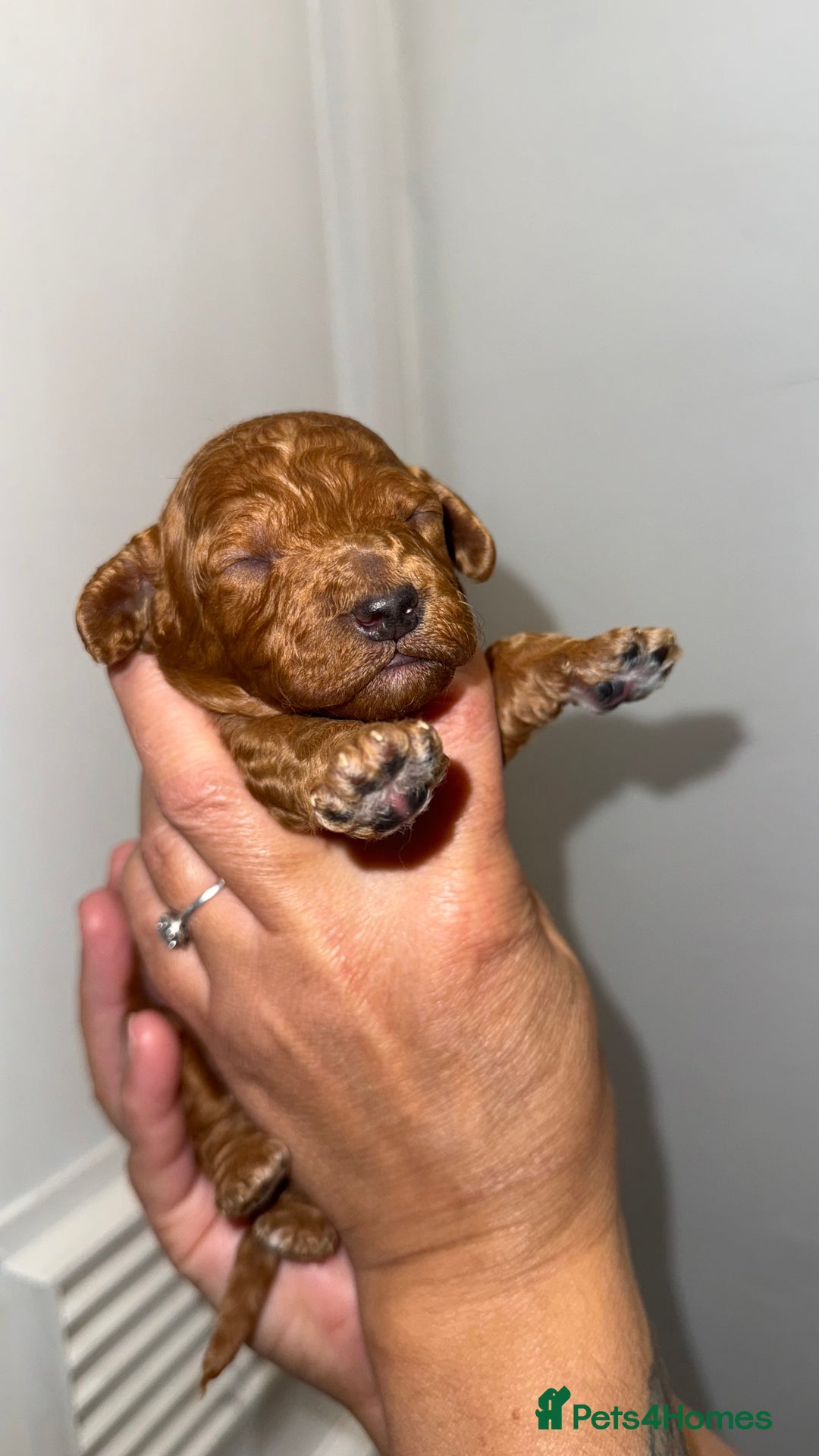 Australian Labradoodle dogs for sale: Stunning Labradoodle puppies - Advert 6