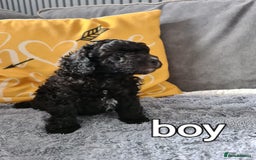 Mixed Breed dogs for sale: Reduced!! Stunning F1 poodle pups  - Image 3