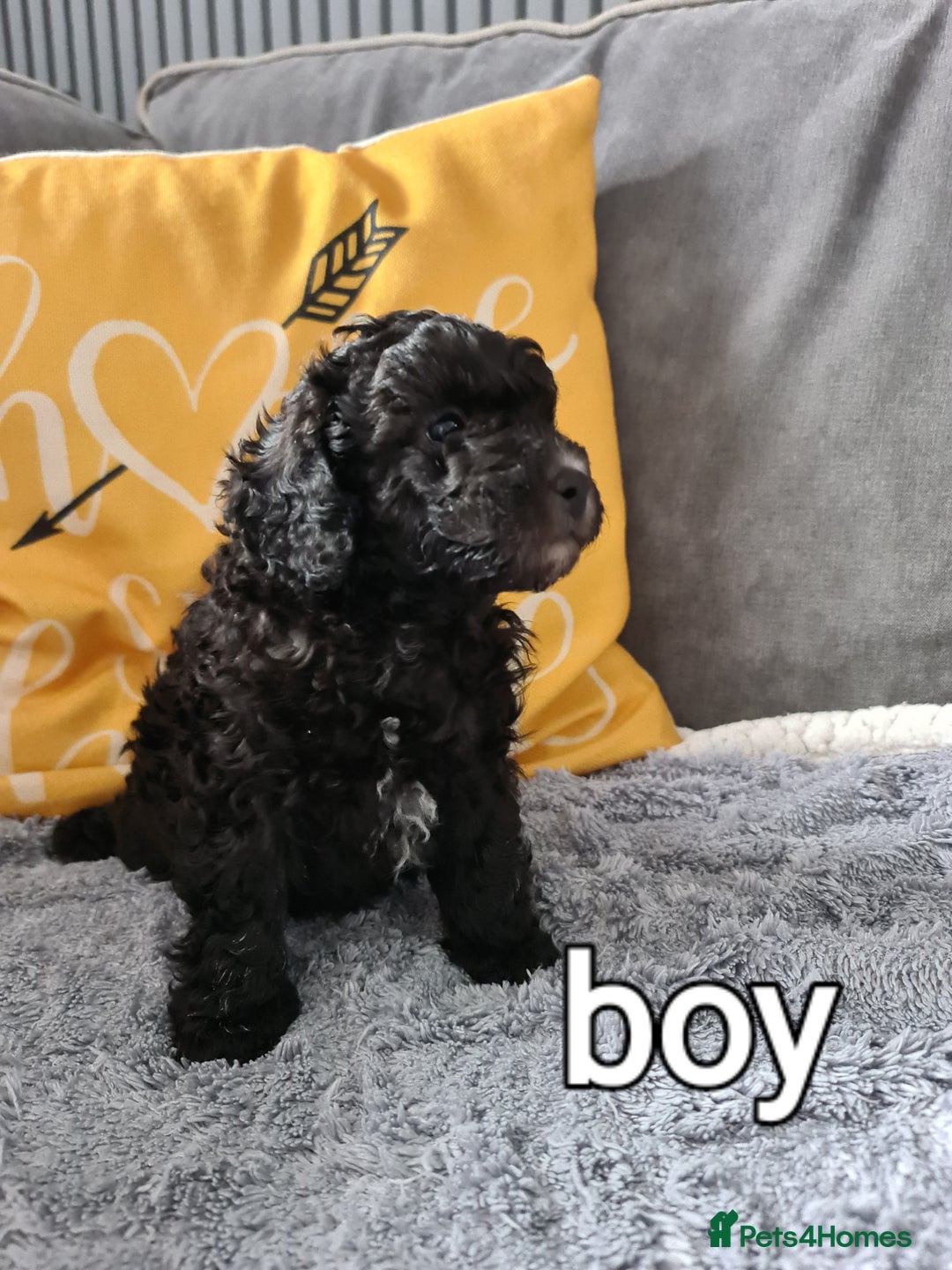 Mixed Breed dogs for sale: Reduced!! Stunning F1 poodle pups  - Image 3