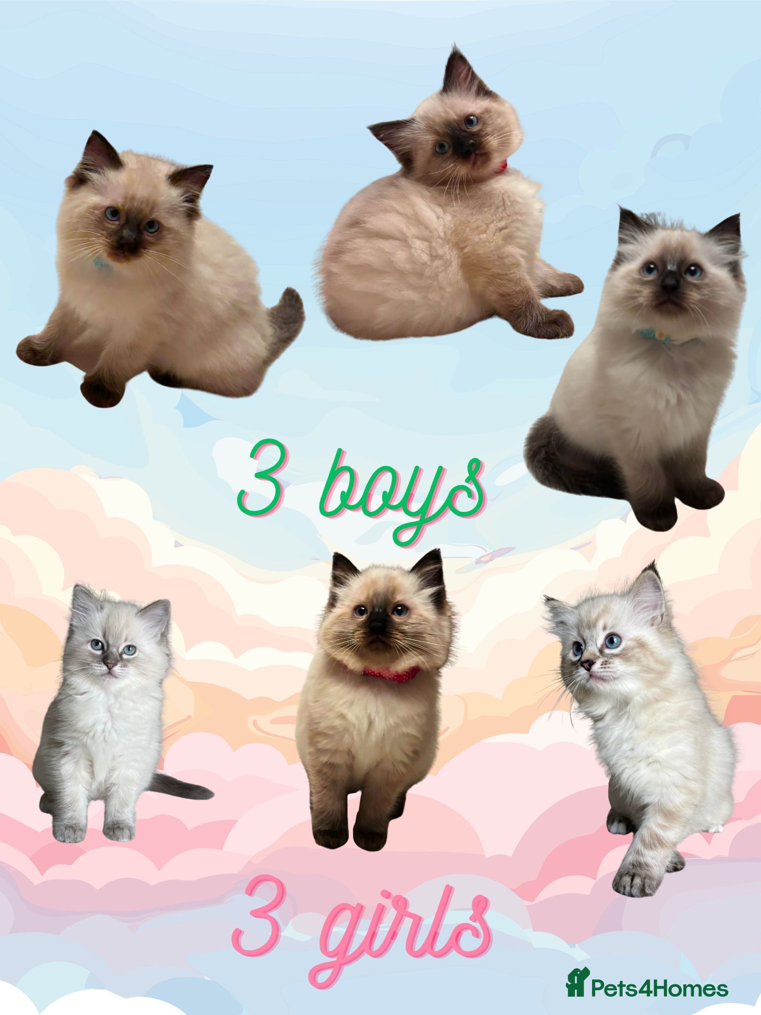 Ragdoll cats gorgeous ragdolls - Champion Bloodlines - Advert 1