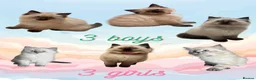 Ragdoll cats for sale: gorgeous ragdolls - Champion Bloodlines - Advert 1