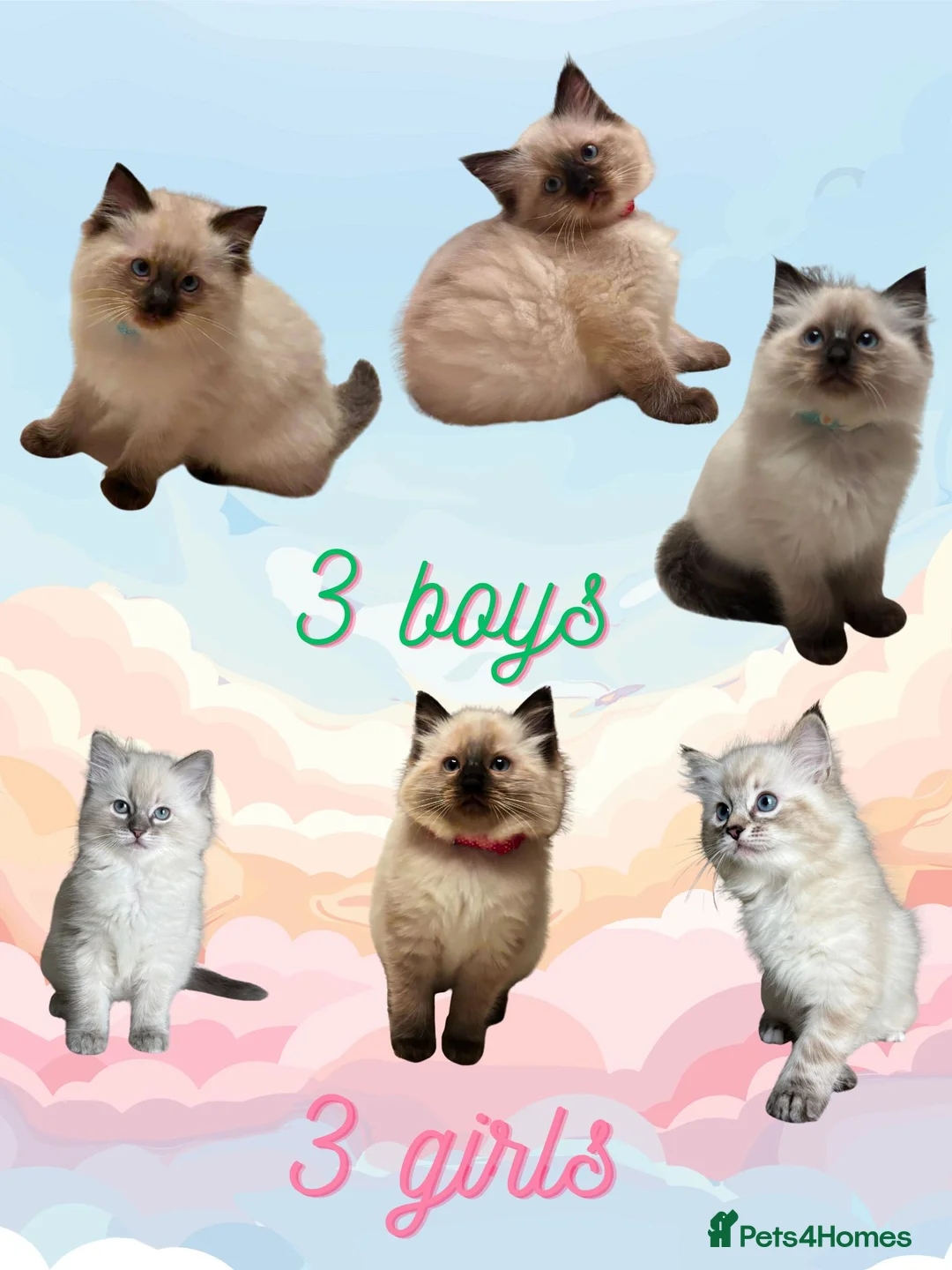 Ragdoll cats for sale: gorgeous ragdolls - Champion Bloodlines - Advert 1