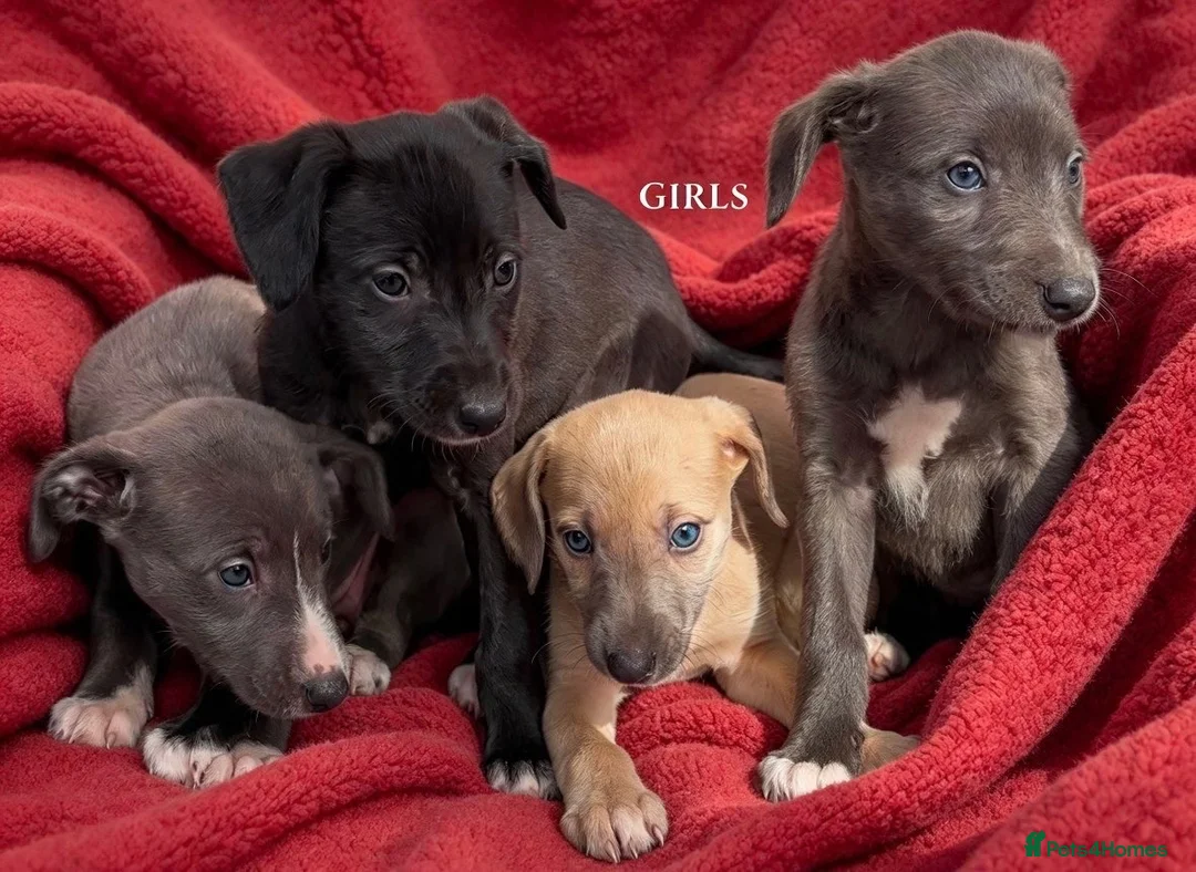 Mixed Breed dogs for sale: Bedlington whippet saluki greyhound puppy’s - Advert 1
