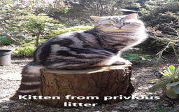 Scottish Fold cats for sale: 5 Full Pedigree Scottish Fold/Straight Kitens - Image 36