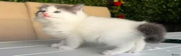 Ragdoll cats for sale: 🐾 5 Beautiful Ragdoll Cross Kittens 🐾 in Southampton - Advert 15
