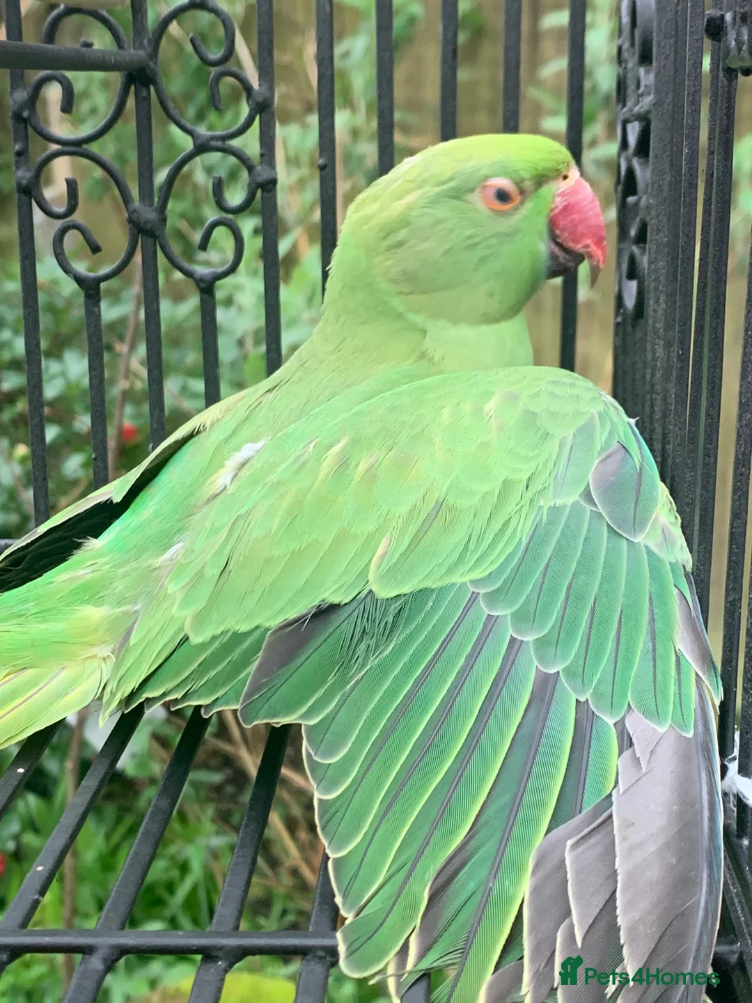 Ringnecks birds for sale: Unsexed young ringneck  - Advert 1