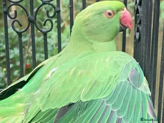 Ringnecks birds Unsexed young ringneck - Advert 10