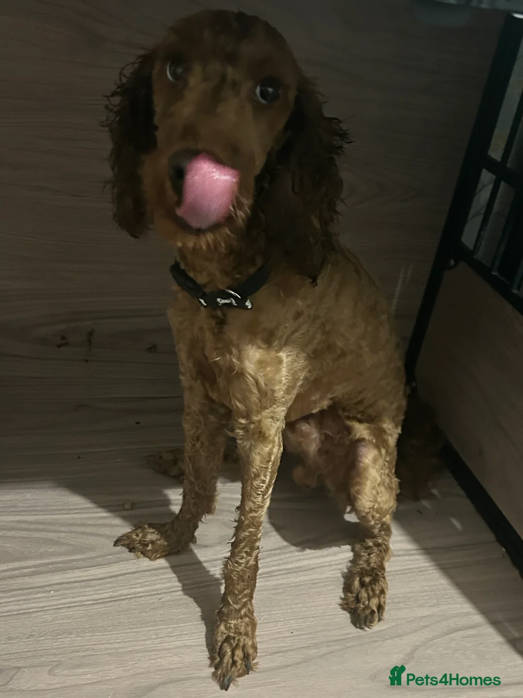 Cockapoo dogs for sale: Waffles - Advert 2