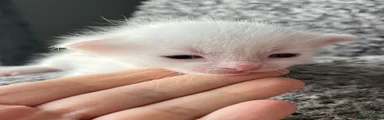 Khao Manee Kitten 2